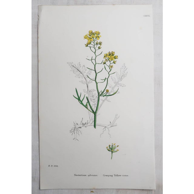 After Hooker, Botanical Illustrations, Prints, 1850, Set of 16 For Sale - Image 17 of 18