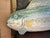 Vintage Hand Carved Wood Mahi-Mahi or Dorado Fish For Sale - Image 4 of 4
