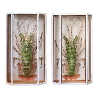Taxidermy Tiger Lobsters Encased in Shadow Boxes- a Pair For Sale