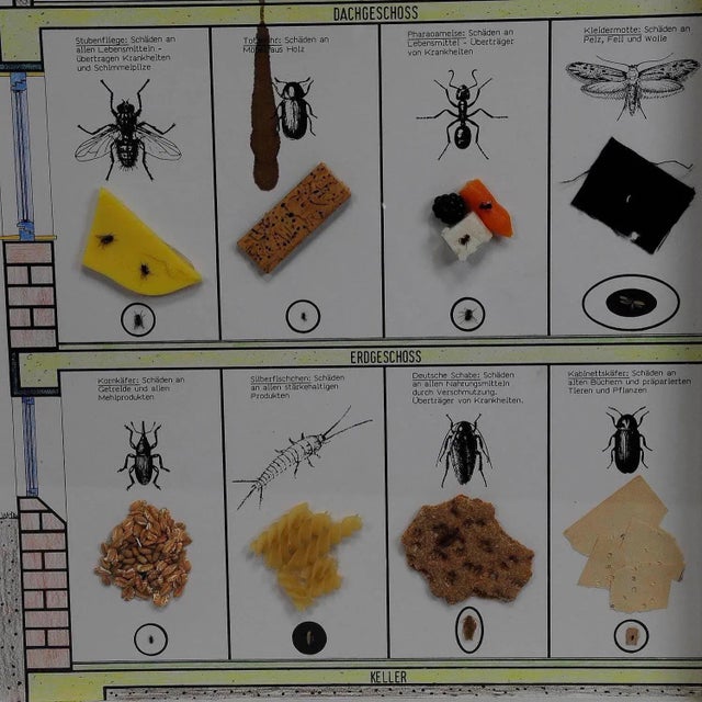 Vintage School Teaching Display of Household Pests, 1960s For Sale - Image 4 of 6