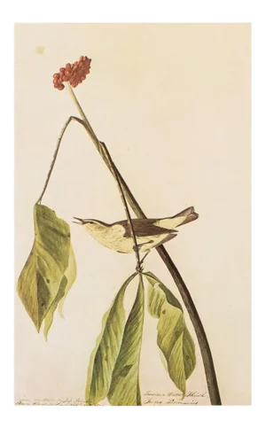 1966 Vintage Cottage Print "Louisiana Water Thrush" After John James Audubon