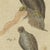 Paper Bertuch, Eagles Including the Bald Eagle, 1805, Print For Sale - Image 7 of 12