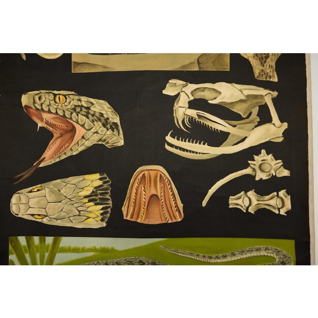 Black Jung-Koch-Quentell German Zoological Snake Anatomy Wall Chart, C. 1960s For Sale - Image 8 of 18