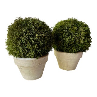 Juniper Real Preserved Topiaries- Clay Pots-A Pair For Sale