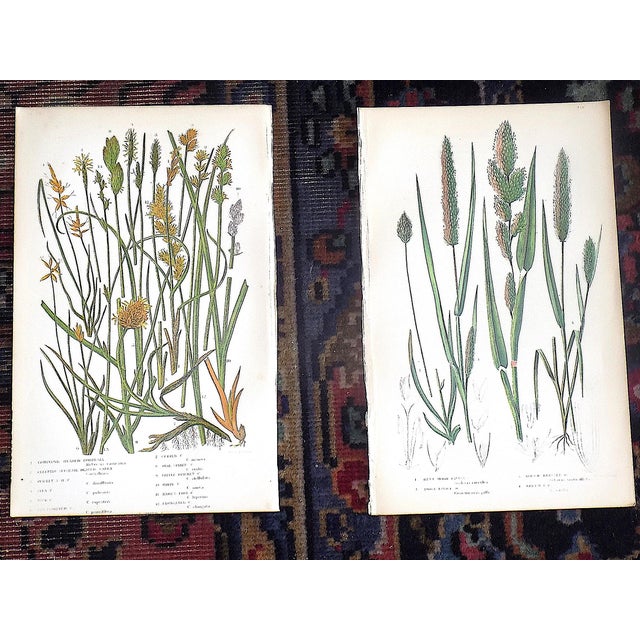 Printmaking Materials Antique 19th Century Botanical Lithographs - Set of 12 For Sale - Image 7 of 10
