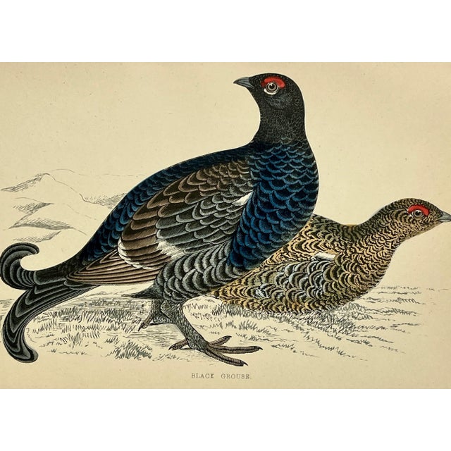 Illustration Antique Hand Colored Bird Print From England Showcasing a Pair of Black Grouses - Circa 1888 For Sale - Image 3 of 11