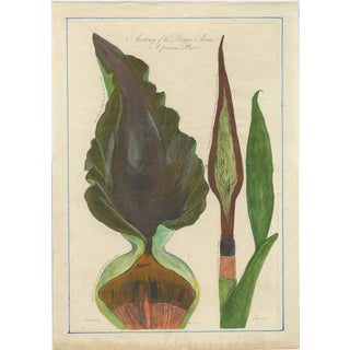 After Peter Henderson, Dragon Arum, Poisonous Plant, 1802, Engraving For Sale
