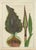 After Peter Henderson, Dragon Arum, Poisonous Plant, 1802, Engraving For Sale