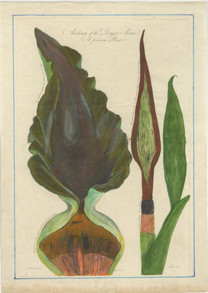 After Peter Henderson, Dragon Arum, Poisonous Plant, 1802, Engraving