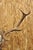 Antique Black Forest Victorian Wall Mounted Taxidermy Large Deer Skull & Antlers For Sale In Philadelphia - Image 6 of 15
