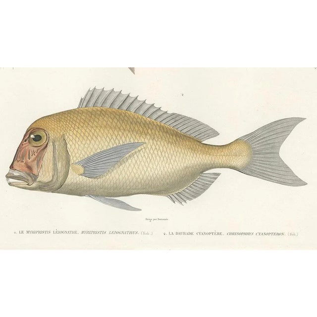 Mid 19th Century Soldierfish and Bluefin Seabream, 1846, Paper For Sale - Image 5 of 10