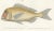 Mid 19th Century Soldierfish and Bluefin Seabream, 1846, Paper For Sale - Image 5 of 10