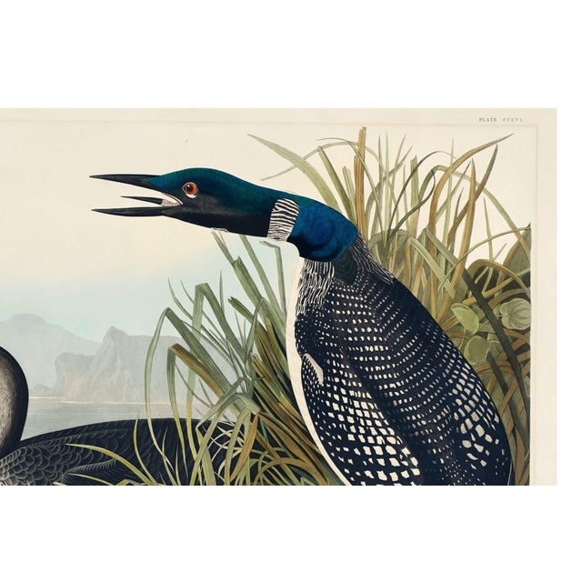 Paper Great Northern Diver or Loon, Vintage Art Print Reproduction From Birds of America by John James Audubon, 30" X 20" For Sale - Image 7 of 10