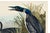 Paper Great Northern Diver or Loon, Vintage Art Print Reproduction From Birds of America by John James Audubon, 30" X 20" For Sale - Image 7 of 10