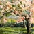 Charles 1970s Springtime Apple Trees a Watercolor and Gauche Painting by Charles T Haight, a Famous Interior Designer. For Sale - Image 4 of 7