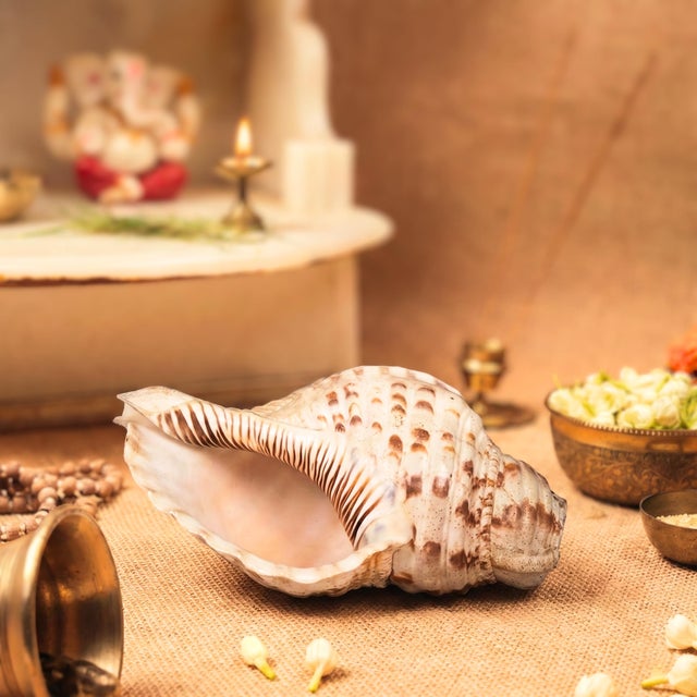 Sacred Indian Temple Shankh | 8" Natural White Conch Shell for Yoga Altar Decor | Spiritual Meditation Gift | Unique Coastal Home Accent For Sale In Houston - Image 6 of 6