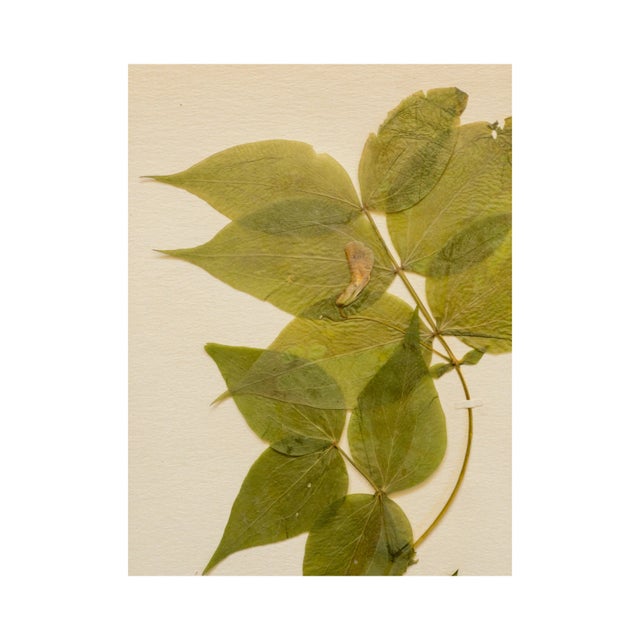 Rustic European Antique Swedish Herbarium - Spring Pea, Circa 1908 For Sale - Image 3 of 6