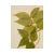 Rustic European Antique Swedish Herbarium - Spring Pea, Circa 1908 For Sale - Image 3 of 6