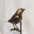 Metal bird sculptures -a Pair. Lotsa work goes into creating these happy Birds on a branch. Featuring antique Gold leaf...