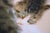 Textile "Cat", Heisei Era Japanese Silk Painting For Sale - Image 7 of 15