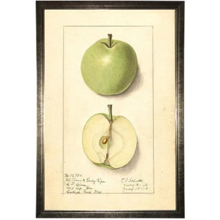 Green Apple Study in Pewter Shadowbox 21x29 For Sale
