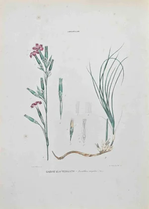 Vincenzo Tenore, Garofalo Vergato, Lithograph, 1870s