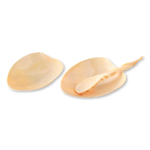 Natural seashell serving set. It includes six bowls crafted from all-natural shells, each with its unique character....