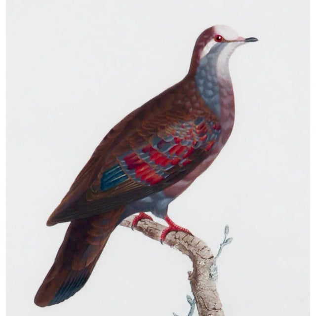 Madame Pauline Knip Engraving of A Pigeon, From Les pigeons par Madame Knip, née Pauline de Courcelles ; le texte par...