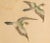 Vintage Chinese watercolor scroll painting depicting two little birds. Very detailed. Watercolor and ink on silk over...