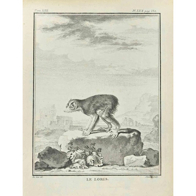 Juste Chevillet, Le Loris, Etching, 1771 For Sale
