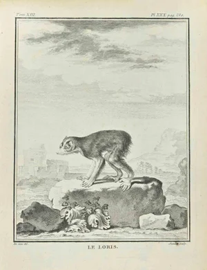 Juste Chevillet, Le Loris, Etching, 1771