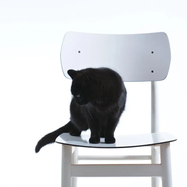 Wood Mid-Century Czechoslovak White Oak & Formica Chair from TON, 1960s For Sale - Image 7 of 14