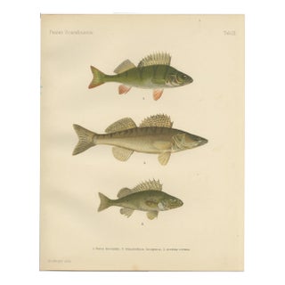 Wilhelm von Wright, Perch, Pike-Perch, and Ruffe, 1895, Lithograph on Paper For Sale