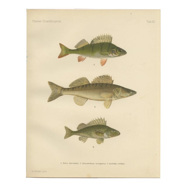 Wilhelm von Wright, Perch, Pike-Perch, and Ruffe, 1895, Lithograph on Paper For Sale