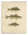 Wilhelm von Wright, Perch, Pike-Perch, and Ruffe, 1895, Lithograph on Paper For Sale