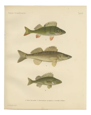 Wilhelm von Wright, Perch, Pike-Perch, and Ruffe, 1895, Lithograph on Paper