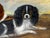 British Blenheim and Prince Charles Tricolour Spaniels Victorian Dogs Oil Portrait in a Wooded Country Landscapen in the Manner of John Dalby of York For Sale - Image 9 of 18