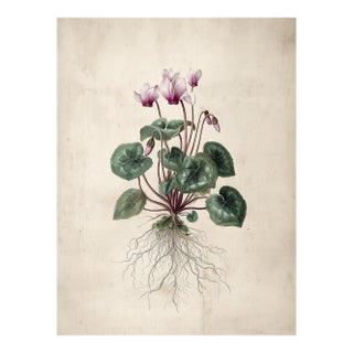 6" X 8" - Antique Botanical Study of 'Persian Cyclamen' With Root System - Fine Art Print For Sale