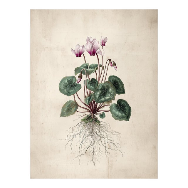 6" X 8" - Antique Botanical Study of 'Persian Cyclamen' With Root System - Fine Art Print For Sale