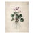 6" X 8" - Antique Botanical Study of 'Persian Cyclamen' With Root System - Fine Art Print For Sale