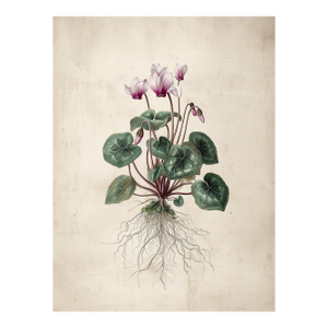 6" X 8" - Antique Botanical Study of 'Persian Cyclamen' With Root System - Fine Art Print
