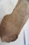 Whitetail Deer 9 Point Mount Head and Bust For Sale - Image 13 of 18