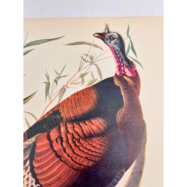 John James Audubon 1964 Audubon Folio Lithograph Great Bird Paintings – “Wild Turkey” 17x14 For Sale - Image 4 of 6
