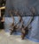 2 Faux Wood Deer Stag Buck Head Taxidermy Wall Mount Sculptures 43" For Sale - Image 4 of 12