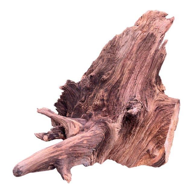 Ancient 1854 Big Burn Ghost Forest Large Sculptural Root Burl Spire. 450 Years Old! For Sale