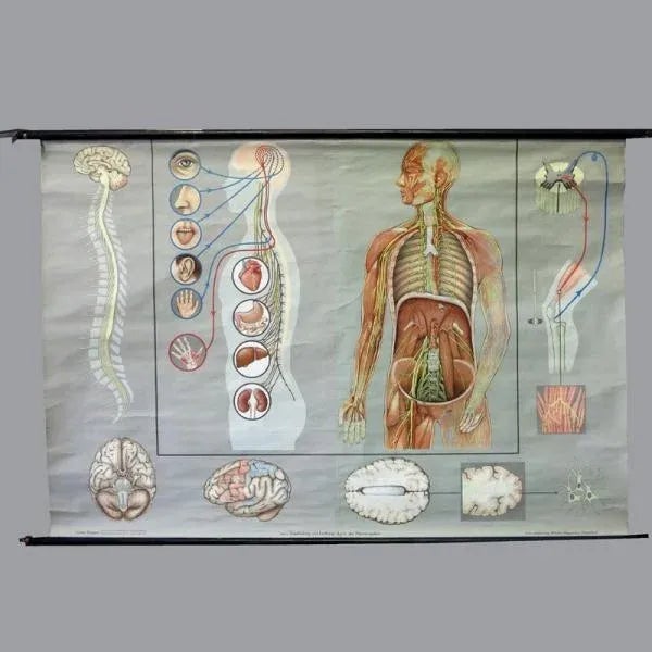 Wood Vintage School Poster of the Nervous System For Sale - Image 7 of 7