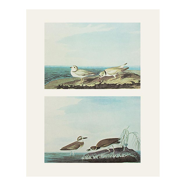 1966 Vintage Nautical Cottage Print "Piping Plover and Wilson's Plover" After John James Audubon For Sale
