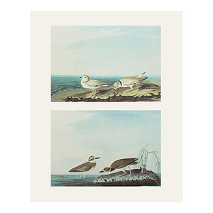 1966 Vintage Nautical Cottage Print "Piping Plover and Wilson's Plover" After John James Audubon