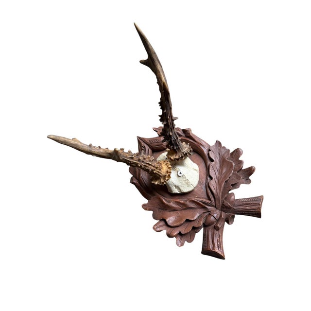 Cabin Roe Deer Trophy 183 Black Forest Antlers Mount For Sale - Image 3 of 5