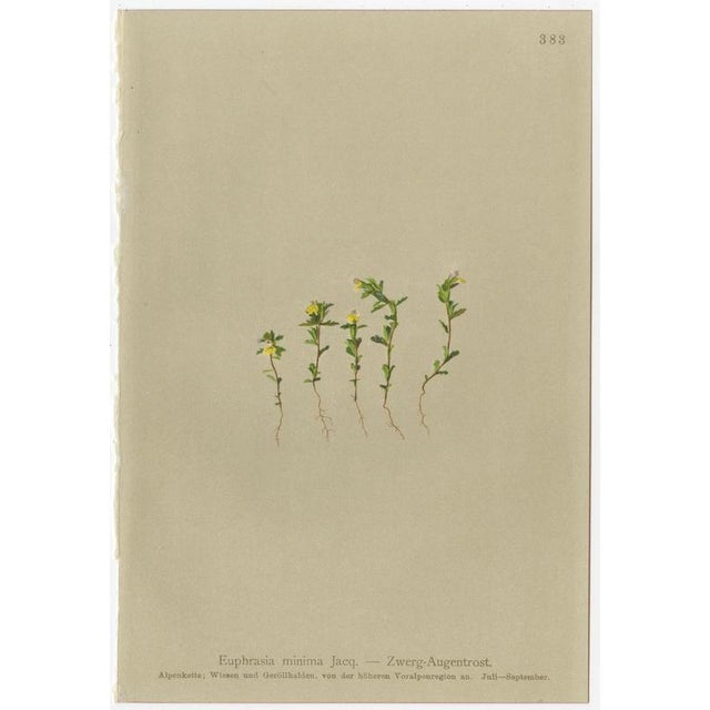 Black After Anton Hartinger, Alpine Foxglove & Wildflowers Small Seizded Botanical Plates, 1897, Prints, Set of 8 For Sale - Image 8 of 12